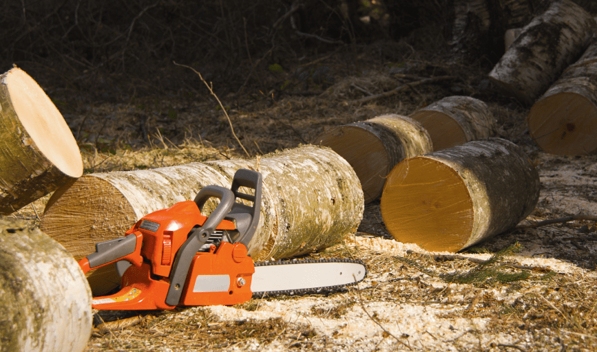TREE REMOVAL